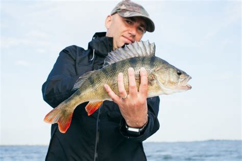 Perch Fishing Lake Erie; Strategies - Epic Walleye