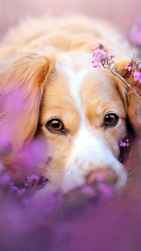 640x1136 Cute Dog In Flowers iPhone 5,5c,5S,SE ,Ipod Touch HD 4k ...