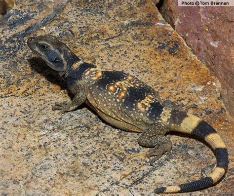 Common Chuckwalla (Sauromalus ater) juvenile | North american wildlife, Diurnal animals, Lizard ...