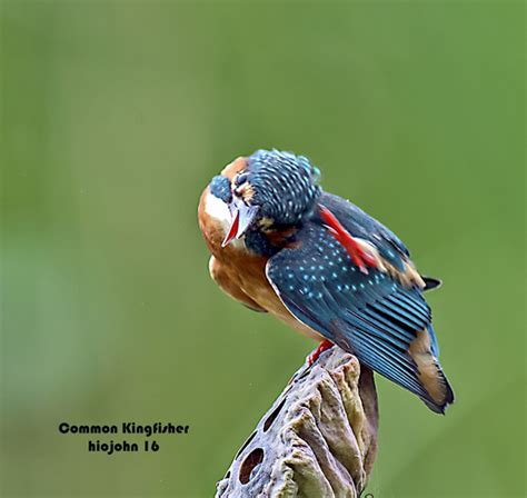 Head scratching among terrestrial birds - Bird Ecology Study Group