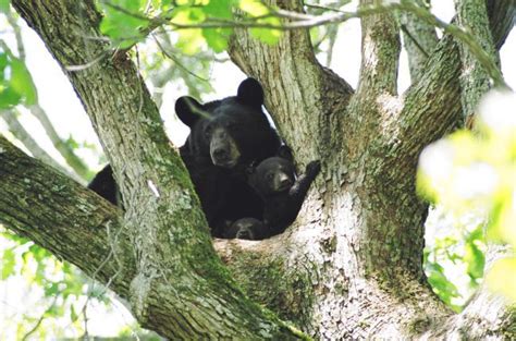 Louisiana Black Bear | The Chandler Lab