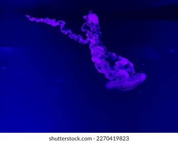 Jellyfishes Aquarium Deep Undersea World Underwater Stock Photo 2270419823 | Shutterstock