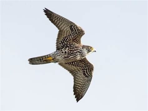 Peregrine Falcon | Celebrate Urban Birds