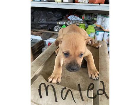 6 weeks old American Bandogge puppies Atlanta - Puppies for Sale Near Me