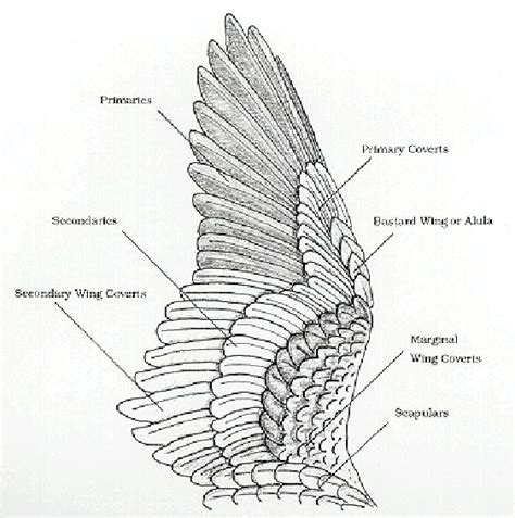 Birds Of A Feather: Update Wing Anatomy and Joints