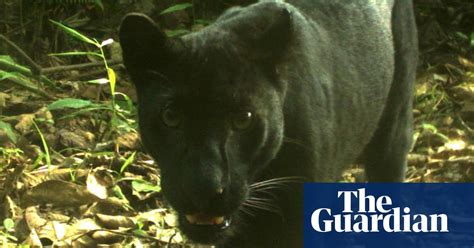 Another big predator in Southeast Asia faces extinction | Environment | The Guardian