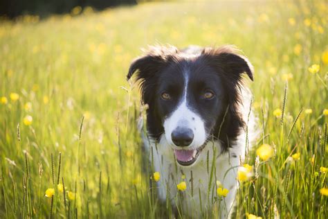 Top 10 Calmest Dog Breeds Perfect for New Owners & Kids