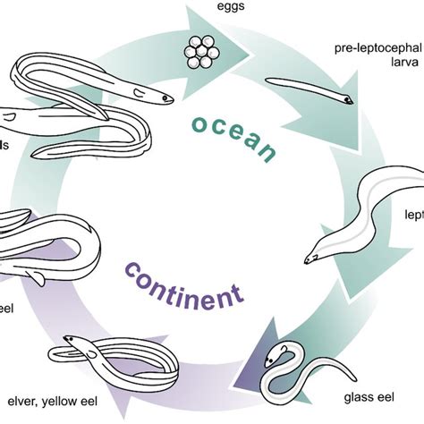 (PDF) Implementation of the CITES Appendix II listing of European Eel Anguilla anguilla