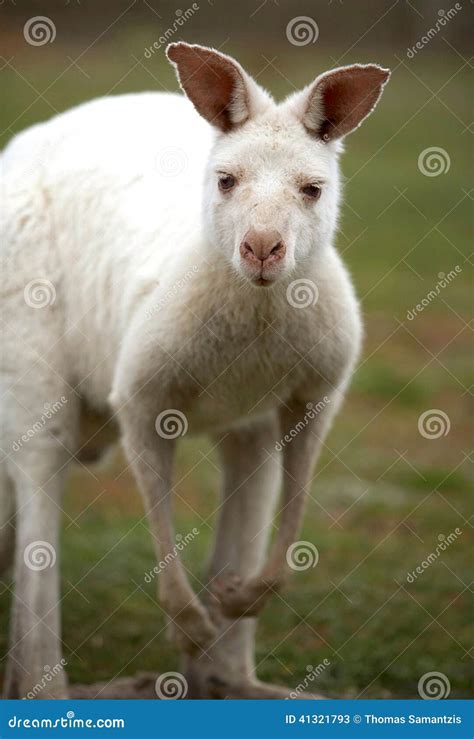 Albino Kangaroo stock image. Image of kangaroo, australia - 41321793