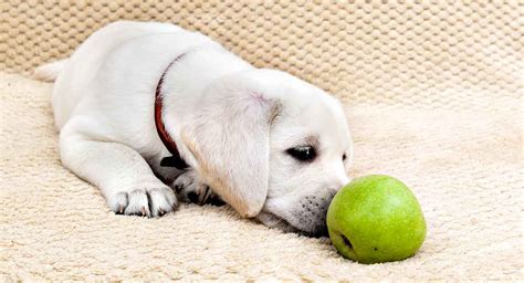 Can Dogs Eat Apples And Other Fruit - Which Treats Are Safe For Dogs?