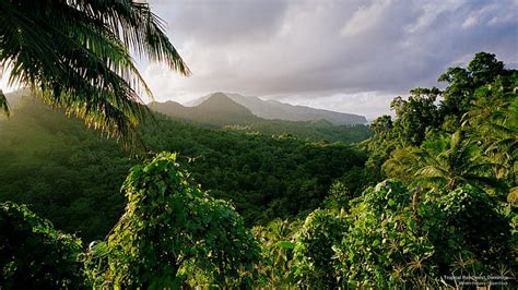 Rainforest wallpapers