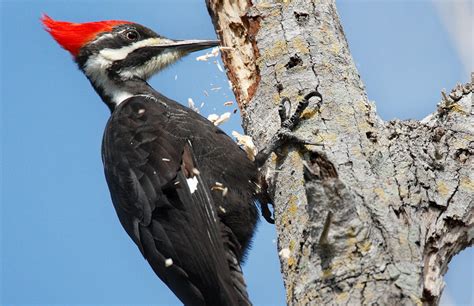 How a Woodpecker Bangs Without Brain Damage | Audubon