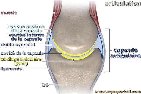 Capsule articulaire : définition et explications