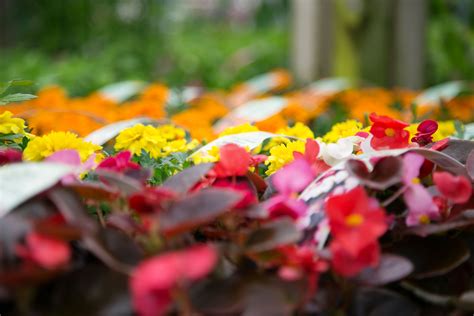 Colorful Flowers and Plants at Notcutts Garden Centre