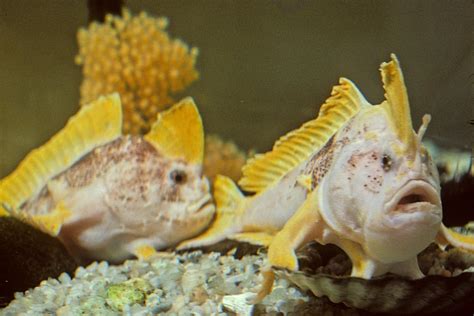 Pink handfish species declared endangered after 22 years without a sighting - ABC News