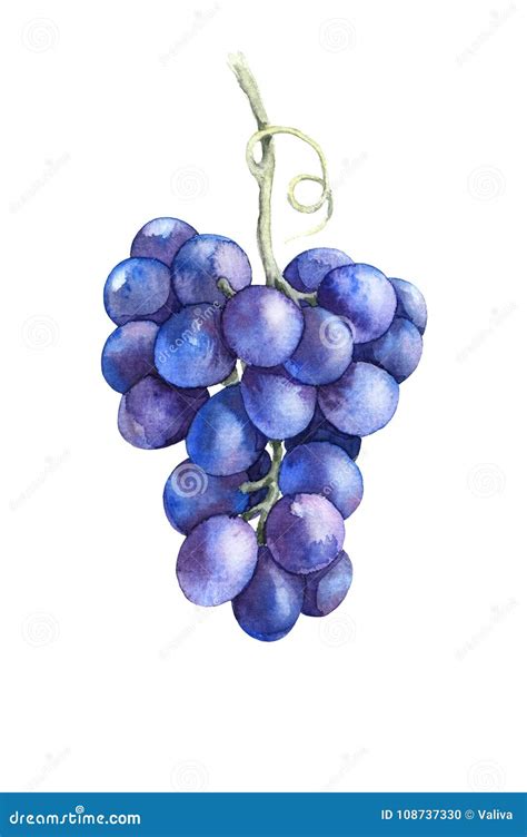 Watercolor Blue Grapes Isolated Stock Illustration - Illustration of ...