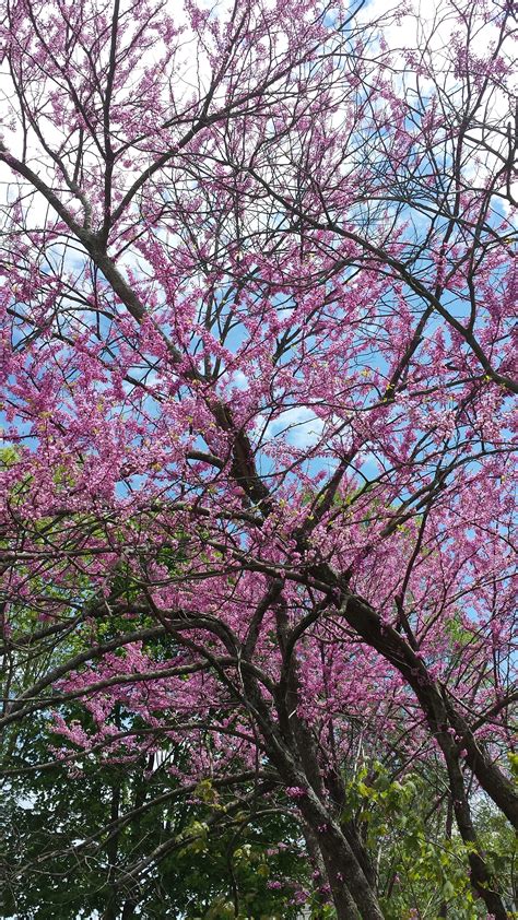 What Are Those Flowering Trees/Bushes I Drive By Every Day?