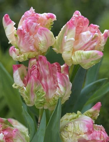 Green Wave Parrot Tulips | Holland Bulb Farms | 88225