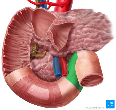 Peritoneal Cavity - Anatomy and Recesses | Kenhub