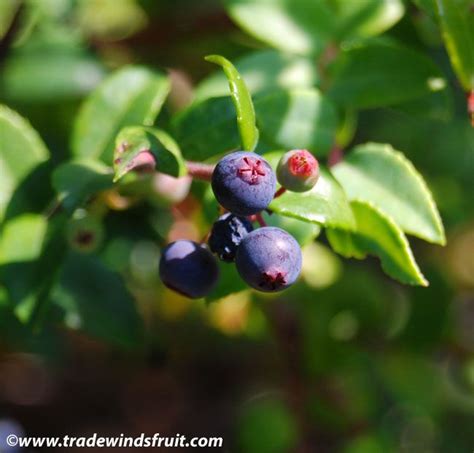 Coast Huckleberry, California Huckleberry, Evergreen Huckleberry - Vaccinium ovatum. Often grown ...