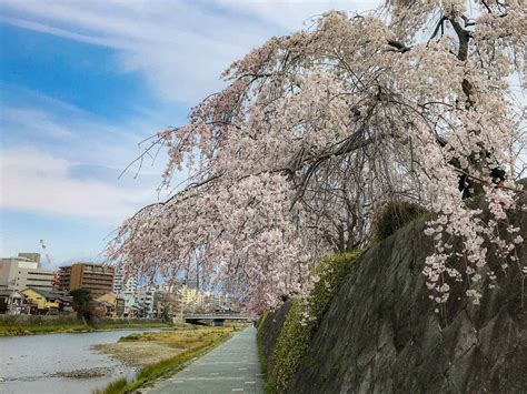 14 Stunning Places to See Kyoto Cherry Blossoms