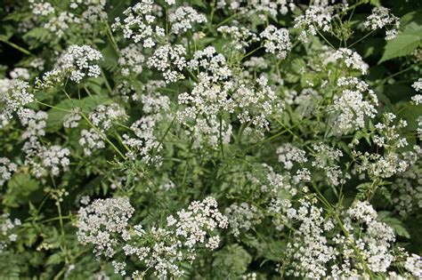 What are the dangers of giant hogweed?