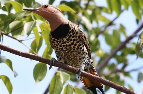 Birds of Cuba – An Internet Field Guide to Rare Cuban Birds