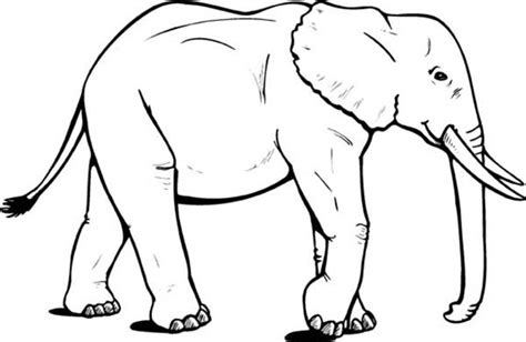 Big Elephant Wander Around Coloring Page | Elephant outline, Elephant ...