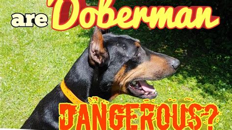 Are Doberman Pinschers Dangerous Dogs or Safe for Families? - YouTube