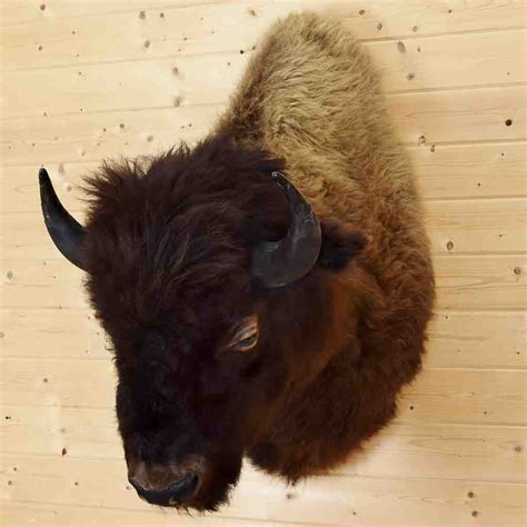 N. American Bison Taxidermy Mount - SW4291 at Safariworks Taxidermy Sales