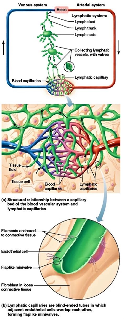 Lymph capillaries & lymphatic capillaries function