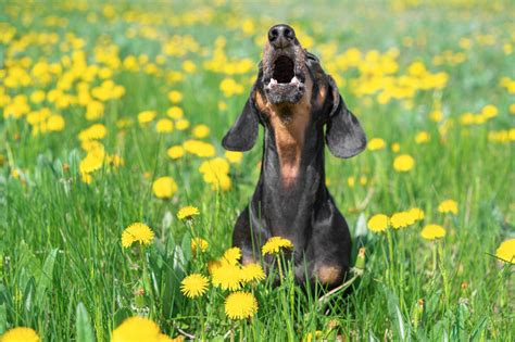 How to Keep Your Dachshund from Barking