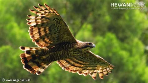 Burung Elang Jawa Taman Safari Garuda Elang Jawa / Garuda (lambang ...