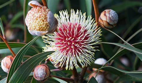 The wildflowers of Western Australia Australian Wildflowers, Australian ...