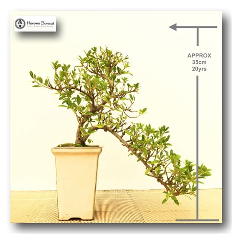 Herons Bonsai — Ilex Crenata Tree | Bonsai Tree