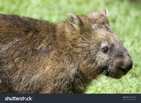 A Close Up Of A Wombat, An Australian Marsupial Stock Photo 43802938 ...