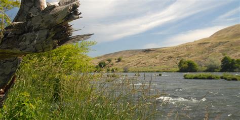 Deschutes River State Recreation Area Campground - Lower Deschutes River, Oregon - camping in Oregon