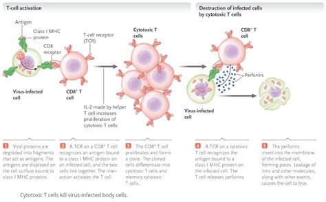 How does immunity work? - Dr Wendi's Health