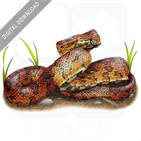 Stock Art Drawing of a Corn Snake - inkart