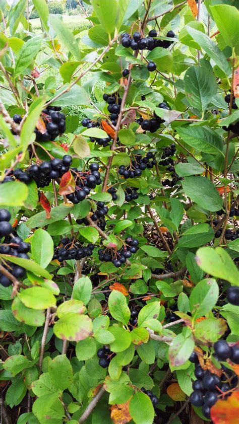 Top 10 Tips on Planting and Growing Aronia Berries (Chokeberries) Food Forest Garden, Aronia ...