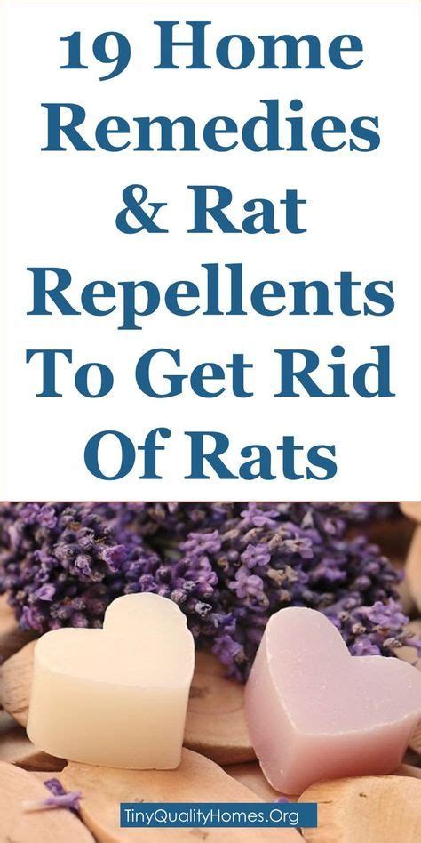 19 Home Remedies & Rat Repellents To Get Rid Of Rats | This Guide ...