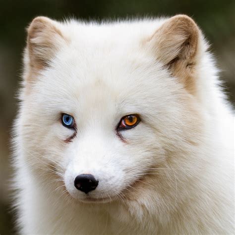 looking away, Heterochromia, Fox, Wildlife, Animals HD Wallpapers / Desktop and Mobile Images ...