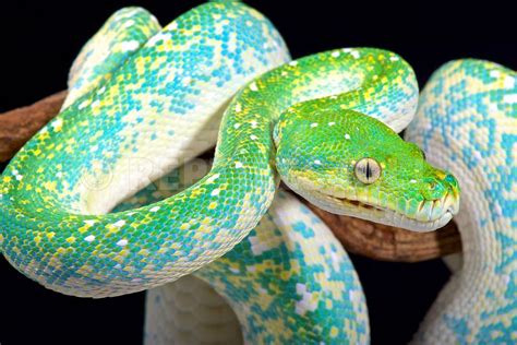 Green Tree Snake Pet - Pet Spares