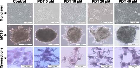 Morphology of monolayer A549 cells (a), multicellular tumor spheroids ...