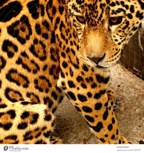 Probably a leopard Pelt - a Royalty Free Stock Photo from Photocase