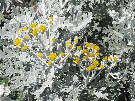 Silver Dust Dusty Miller (Senecio cineraria 'Silver Dust') in Denver ...