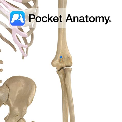 Humerus - coronoid fossa - Pocket Anatomy