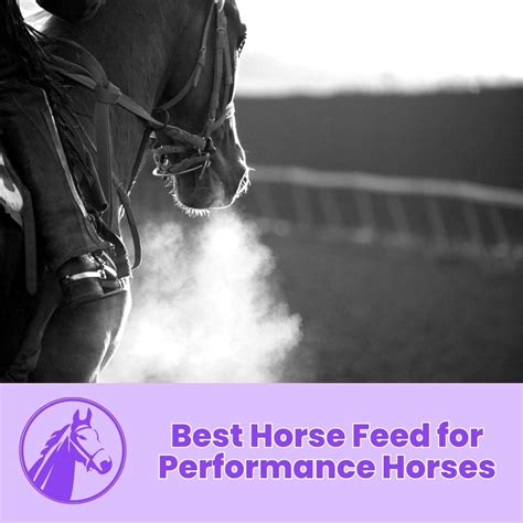 Best Horse Feed for Performance Horses - Own The Horse