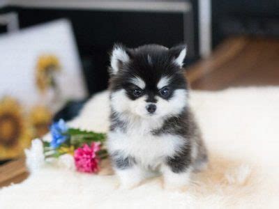 Teacup Pomsky | Tiny Teacup Pups