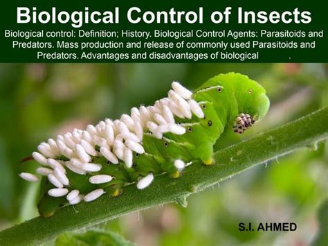 Biological Control of Insects | PPT